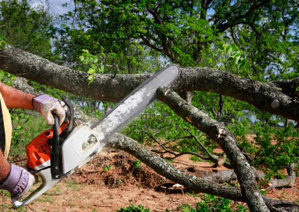 Best Arborist Services Near Me  in Bath, PA